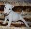 Miniature bull terrier con papeles