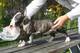 Miniature Bull Terrier con papeles - Foto 1