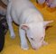 Miniature bull terrier con papeles