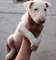 Miniature Bull Terrier con papeles - Foto 1