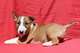 Miniature Bull Terrier con papeles - Foto 1