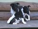 Miniature Bull Terrier con papeles - Foto 1