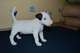 Miniature Bull Terrier con papelesfg - Foto 1