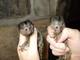Monos capuchinos para adopción -preciosos navidad