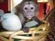 Monos capuchinos para adopción2 -preciosos navidad