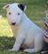 Regalo angelical bull terrier cachorros