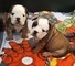 Regalo bulldog ingles perritos