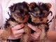 //Regalo cachorros yorkie lindo y ordenado - Foto 1