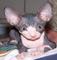 Regalo carismático Sphynx gatitos - Foto 1