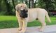 Regalo cautivador bullmastiff cachorros