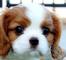 Regalo cavalier king charles