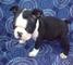 Regalo celestial boston terrier cachorros