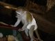 Regalo elegante monos capuchinos - Foto 1