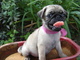 Regalo elegante pug cachorros - Foto 1