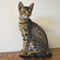 Regalo fascinante gatitos de sabana - Foto 1