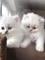 Regalo gatito persa de pedigrí registrado