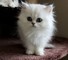 Regalo gatito persa para adopción