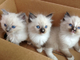 Regalo gatitos de ragdoll excepcionales