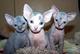 Regalo Gatitos Sphynx macho y hembra para adopción - Foto 1