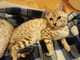 Regalo glamoroso e inteligente gatitos de Bengala - Foto 1