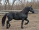 Regalo hermosa caballos castrados frisones disponibles