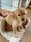 Regalo hermosos cachorros golden retriever