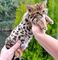 Regalo hermosos gatitos Savannah - Foto 1
