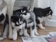 Regalo husky siberiano cachorros