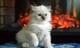 Regalo impresionantes Ragdolls gatos gratis// - Foto 1
