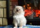 Regalo impresionantes ragdolls gatos gratis//