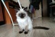 Regalo impresionantes Ragdolls gatos gratis// - Foto 1