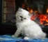 Regalo impresionantes Ragdolls gatos gratis// - Foto 1