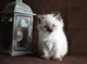 Regalo impresionantes ragdolls gatos gratis//