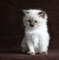 Regalo impresionantes ragdolls gatos gratis//