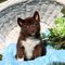 Regalo increíblemente lindo perritos pomsky - Foto 1