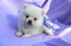 Regalo inteligentes pomerania cachorros