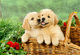 Regalo interesante golden retriever cachorros