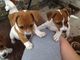Regalo jack russell cachorros