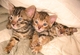 Regalo lindo gatitos de bengala - Foto 1