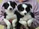 Regalo magnífico border collie cachorros