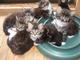 Regalo Maine Coon gatitos - Foto 1