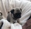 Regalo majestuoso pug cachorros - Foto 1