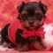 Regalo majestuoso yorkie cachorros - Foto 1