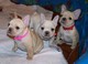 Regalo muy bonito cachorros de bulldog francés - Foto 1