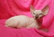 Regalo muy bonito macho y hembra gatitos Sphynx - Foto 1