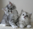Regalo pedigrí de gatitos siberianos - Foto 1