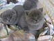 Regalo pliegue escocés gatos - Foto 1