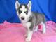 Regalo Preciosos cachorros de husky siberiano - Foto 1