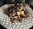 Regalo preciosos yorkshire terrier hermosos