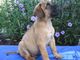 Regalo querido cachorros bullmastiff